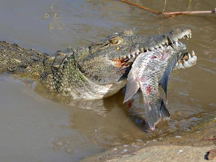 Крокодил рыбожор